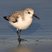 Sanderling